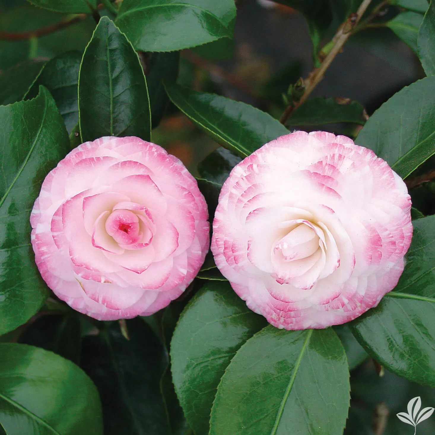 1 (one) Live Starter Plant GRACE ALBRITTON Bicolor Bloom Camellia Japonica  - $44.99