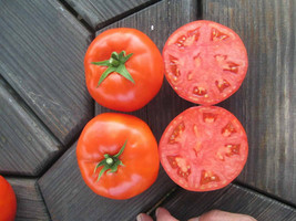 50 Seeds Mountain Merit Tomato Vegetable Edible Canning Fresh Usa Seller - $10.50