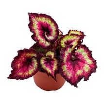 Harmony&#39;s Heart Breaker 6 inch Begonia Rex Dark Purple Pink Spiral - £26.06 GBP