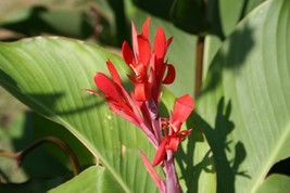 Canna Hardy Red Likely Old Heirloom Zone 6 Hardy Fresh Seeds - $18.98