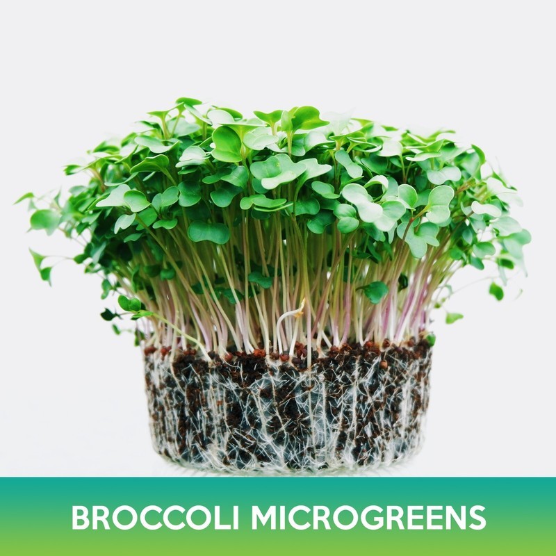 Broccoli Bulbs MX Broccoli Microgreens Seeds Bulk Seed - Seeds & Bulbs