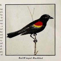 Red Winged Blackbird Bird Print 1931 Blue Book Birds Of America Art PCBG21B - $19.99