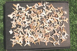 Shark Teeth Fossil Pack–Genuine Prehistoric Shark Fossils for Learning &amp;... - €29,84 EUR