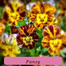Top Quality 200+ Brush Strokes Pansy Viola Seeds For Garden Usa - $144.68 MXN