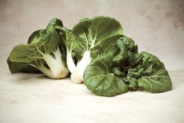 USA SELLER Toy Choy Cabbage Seeds Delicious Asian Greens Pak Choi Fresh Fast Shi - £11.58 GBP