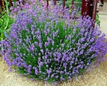 300 Seeds True English Lavender Seed Organic Herb Oils Fragrance Fresh D... - $8.99