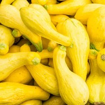 41+Crookneck Squash Seed Organic Native Heirloom Vegetable Container Easy Fresh - $8.50