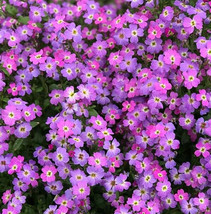 Virginia Stock Seeds 2000 Malcolmia Maritima Purple Annual Flower Garden... - £4.62 GBP