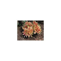 25 Giant Amaranthus Tri-color Seeds-1071A - £3.18 GBP