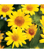 Ox Eye Sunflower Wild Prairie Sun Flower Perennial Wildflower Easy To Grow Garde - $12.89