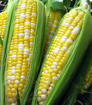 ArfanJaya 15 Sweet corn Seeds Peaches and Cream Hybrid Bicolor corn Full season  - £7.70 GBP