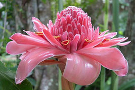 Shipped From Us 40 Etlingera Elatior Pink Torch Ginger Wax Flower Seed, BR07 - £28.68 GBP