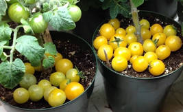 Rejina Yellow Micro Dwarf Sweet Cherry Tomato Vegetable 12 Seeds Read  - $7.99