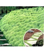 1000 Irish Moss  Bulk, Perennial Groundcover Seeds Heirloom Moss Seeds/Ts - £5.60 GBP