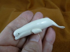 Whal-w99 little white baby Beluga Whale shed ANTLER figurine Bali detailed - $57.96