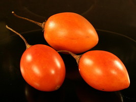 New Fresh 50 Seeds Red Tamarillo Tomato Juicy Tomatoe Vegetable Garden - $7.00