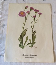 Vintage Floral Art Print of a Meadow Fleabane - £9.59 GBP