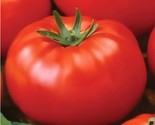 Ace 55 Tomato Seeds Heirloom Non Gmo 25 Seeds Determinate Fast Shipping - £7.22 GBP