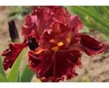30 Bearded Iris See Califlora Plant Tall Bearded Iris Burgundy - $6.58
