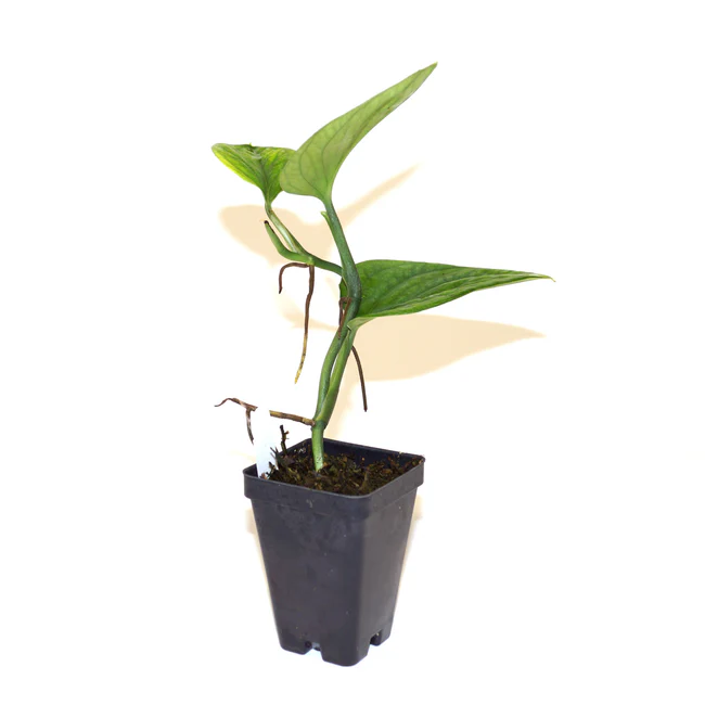 PSStore Monstera Sp Peru 3 Inch Pot - $43.98