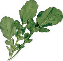 Grow In US Lettuce Seed Arugula Roquette Greens Heirloom Non Gmo 100 Seeds - £7.59 GBP