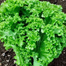 Heirloom Organic Green Leaf Mustard Brassica juncea Vegetables - 30 Seeds - £4.75 GBP