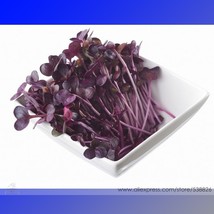 SL Heirloom Sango Purple Radish Sprouting Vegetable Seeds, Professional Pack, 15 - £1.49 GBP