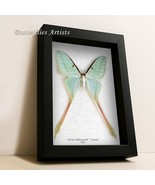 Real Chinese Moon Moth Actias Dubernardi FEMALE Rare Framed Entomology S... - $224.11 CAD