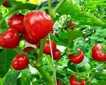 40 Large Cherry Hot Pepper Seeds Chile Fast Shipping - £7.22 GBP