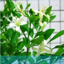 Climbing Murraya Paniculata Orange Jasmine Shrub with Fragrant White Flower Seed - £6.84 GBP