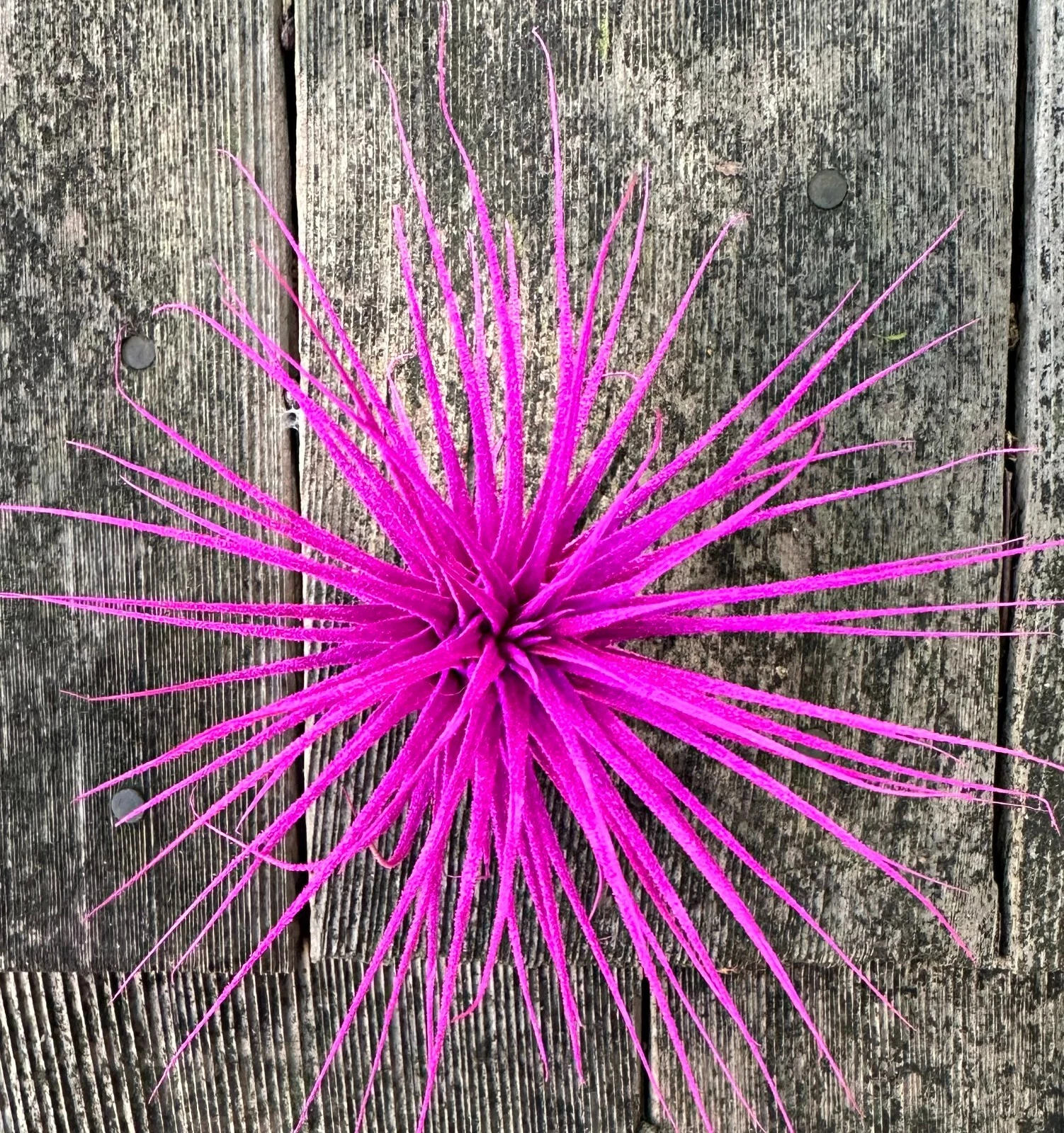 Pink Extra Large 3+&quot; Tillandsia Ionantha Guatemala Enhanced Colored Air ... - $26.68