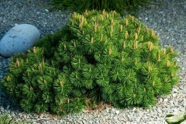 25 Mugo Pine Dwarf Evergreen Pinus Pumilio Shrub Seeds Fresh Garden - £15.97 GBP