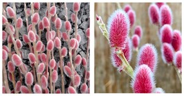 2 PINK Pussy Willow Live Tree Starter Plant Garden - $65.90