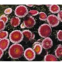 50 Hi No Maru Aster Double Red White Callistephus Pompon Flower Seeds Ne... - $14.90