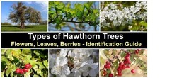 Hawthorn Leaf Hawthorn Leaves Herbal Leaves A Herbal Remedy For Heart He... - £5.09 GBP+