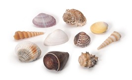 Assorted Large Natural Beach Sea Shell Package - £19.27 GBP