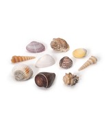Assorted Large Natural Beach Sea Shell Package - €24,73 EUR Assorted Large Natural Beach Sea Shell Package - €24,73 EUR