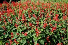 Salvia Coccinea- Scarlet Sage- 200 Seeds_Tera Store - £4.77 GBP