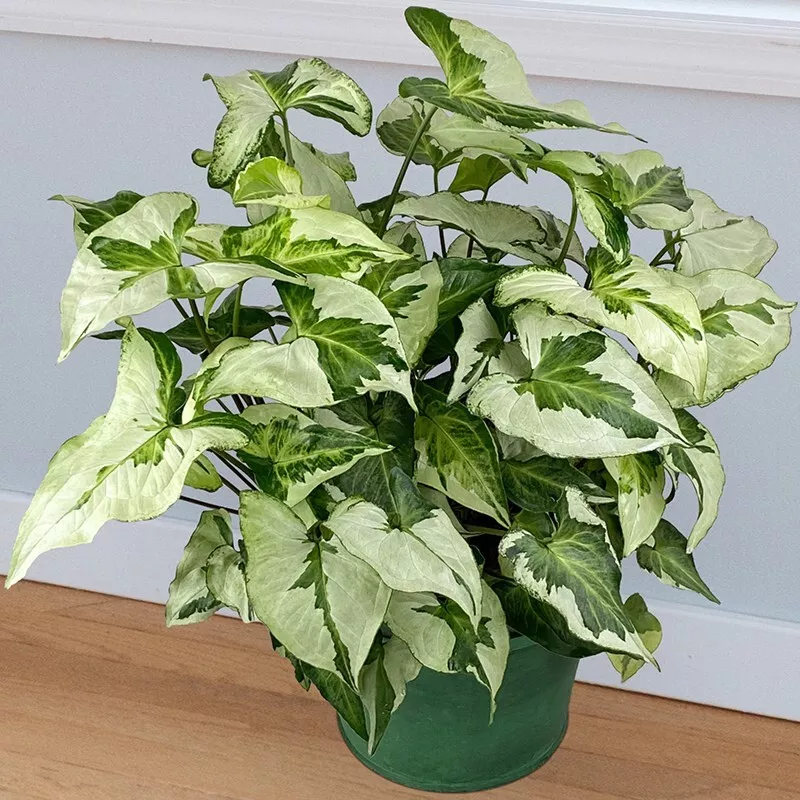 HGBO 15 Seeds Syngonium Three Kings House Plant Garden Flowers USA Seller - £7.89 GBP