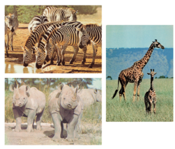 x3 Kenya Post Cards Africa Wildlife Rhinos Zebra Giraffes 4x6 inches - £11.67 GBP