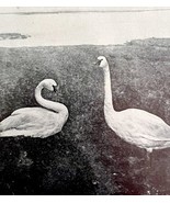 Whistling Swan Incubating Nest In Hudson Bay 1936 Bird Print Nature DWU13 - $19.99