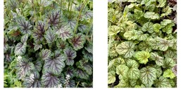 Coral Bells or Heuchera Green Spice 2.5&quot; Tall Pot Live Perennial Plant - $30.99