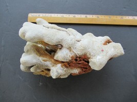 Vintage Natural stem coral with natural sponge white  7&quot; long  1 pound - $37.24