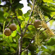 Heirloom Macadamia Seeds (3 Count) - Rare Nut Varieties, Cultivate Your Nut Tree - £5.49 GBP