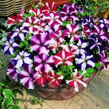 Semilir 90 Seeds Star Mix Petunia Mixed Colors Petunia Violacea Flower Red Blue  - $9.69