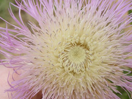 25 American Rose Centaurea Aloha Americana Starflower Basket Pink Flower Seeds - £5.05 GBP