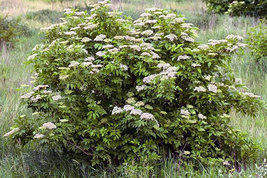 Elderberry (Sambucus canadensis) shrub qt. pot image 6