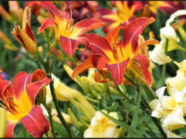 Mixed Colors Daylily 10 Seeds - £10.23 GBP