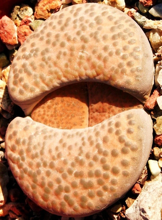 LITHOPS FULVICEPS LYDIAE C219, rare living stones exotic mesembs seed50 ... - $13.56