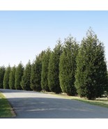 5 pack of Techny Arborvitae 4 to 5 ft tall live trees thuja green New Fa... - $508.00